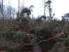 foret4.jpg (68506 bytes)